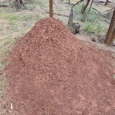 Nasutitermes exitiosus (Snouted termite, Gluegun termite) at Ainslie, ACT - 13 Jun 2024 by DonFletcher