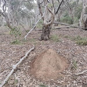 Nasutitermes exitiosus at Hackett, ACT - 13 Jun 2024