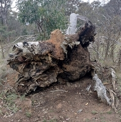 Nasutitermes exitiosus (Snouted termite, Gluegun termite) at Hackett, ACT - 13 Jun 2024 by DonFletcher