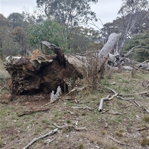 Nasutitermes exitiosus at Hackett, ACT - 13 Jun 2024