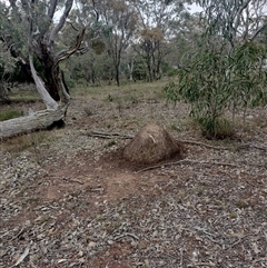 Nasutitermes exitiosus (Snouted termite, Gluegun termite) at Hackett, ACT - 13 Jun 2024 by DonFletcher