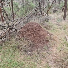 Nasutitermes exitiosus (Snouted termite, Gluegun termite) at Ainslie, ACT - 13 Jun 2024 by DonFletcher