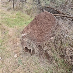 Nasutitermes exitiosus at Ainslie, ACT - 13 Jun 2024