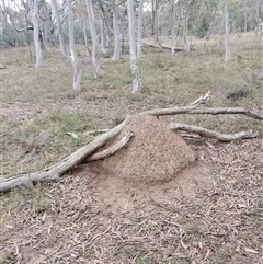 Nasutitermes exitiosus (Snouted termite, Gluegun termite) at Hackett, ACT - 13 Jun 2024 by DonFletcher