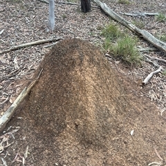 Nasutitermes exitiosus (Snouted termite, Gluegun termite) at Bruce, ACT - 13 Jun 2024 by DonFletcher