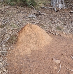 Nasutitermes exitiosus (Snouted termite, Gluegun termite) at Ainslie, ACT - 13 Jun 2024 by DonFletcher