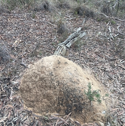 Nasutitermes exitiosus (Snouted termite, Gluegun termite) at Bruce, ACT - 13 Jun 2024 by DonFletcher