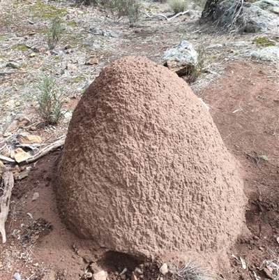 Nasutitermes exitiosus (Snouted termite, Gluegun termite) at Watson, ACT - 13 Jun 2024 by DonFletcher