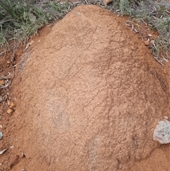 Nasutitermes exitiosus (Snouted termite, Gluegun termite) at Ainslie, ACT - 13 Jun 2024 by DonFletcher