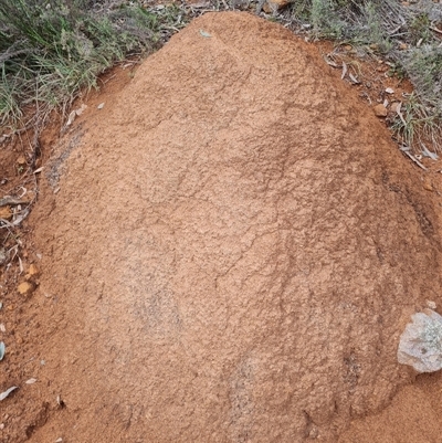 Nasutitermes exitiosus (Snouted termite, Gluegun termite) at Ainslie, ACT - 13 Jun 2024 by DonFletcher