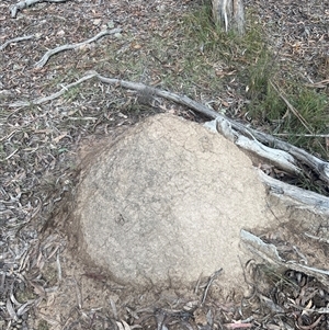 Nasutitermes exitiosus at Bruce, ACT - 13 Jun 2024