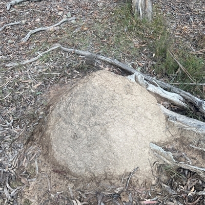 Nasutitermes exitiosus (Snouted termite, Gluegun termite) at Bruce, ACT - 13 Jun 2024 by DonFletcher