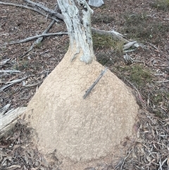 Nasutitermes exitiosus (Snouted termite, Gluegun termite) at Bruce, ACT - 13 Jun 2024 by DonFletcher