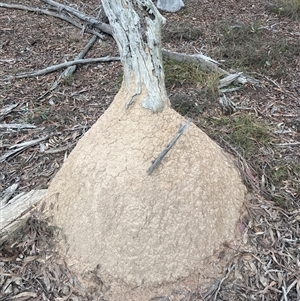 Nasutitermes exitiosus at Bruce, ACT - suppressed