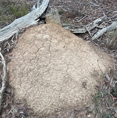 Nasutitermes exitiosus (Snouted termite, Gluegun termite) at Bruce, ACT - 13 Jun 2024 by DonFletcher