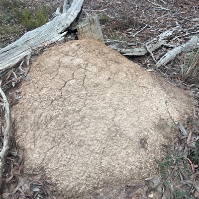 Nasutitermes exitiosus (Snouted termite, Gluegun termite) at Bruce, ACT - 13 Jun 2024 by DonFletcher