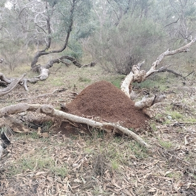 Nasutitermes exitiosus (Snouted termite, Gluegun termite) at Pialligo, ACT - 13 Jun 2024 by DonFletcher