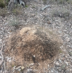 Nasutitermes exitiosus (Snouted termite, Gluegun termite) at Bruce, ACT - 13 Jun 2024 by DonFletcher