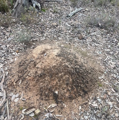 Nasutitermes exitiosus (Snouted termite, Gluegun termite) at Bruce, ACT - 13 Jun 2024 by DonFletcher