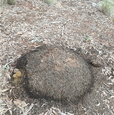 Nasutitermes exitiosus (Snouted termite, Gluegun termite) at Kenny, ACT - 13 Jun 2024 by DonFletcher