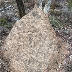 Nasutitermes exitiosus (Snouted termite, Gluegun termite) at Bruce, ACT - 13 Jun 2024 by DonFletcher