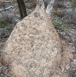 Nasutitermes exitiosus at Bruce, ACT - suppressed