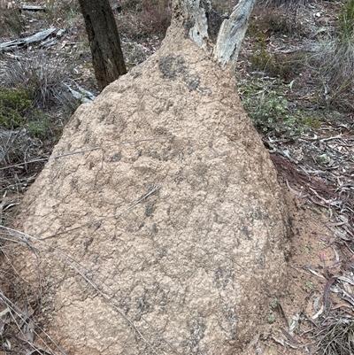 Nasutitermes exitiosus (Snouted termite, Gluegun termite) at Bruce, ACT - 13 Jun 2024 by DonFletcher