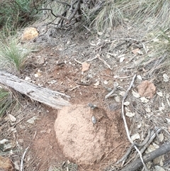 Nasutitermes exitiosus (Snouted termite, Gluegun termite) at Watson, ACT - 13 Jun 2024 by DonFletcher