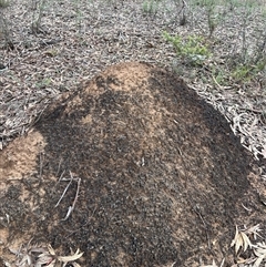 Nasutitermes exitiosus (Snouted termite, Gluegun termite) at Bruce, ACT - 13 Jun 2024 by DonFletcher