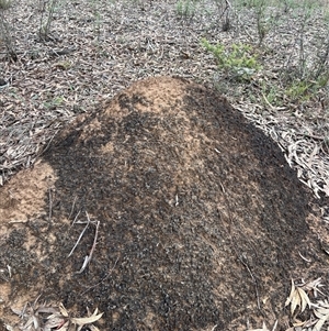 Nasutitermes exitiosus at Bruce, ACT - suppressed