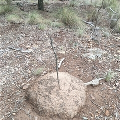 Nasutitermes exitiosus (Snouted termite, Gluegun termite) at Kenny, ACT - 13 Jun 2024 by DonFletcher