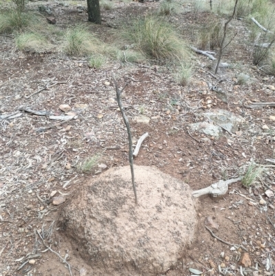 Nasutitermes exitiosus (Snouted termite, Gluegun termite) at Kenny, ACT - 13 Jun 2024 by DonFletcher