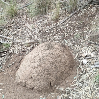 Nasutitermes exitiosus (Snouted termite, Gluegun termite) at Kenny, ACT - 13 Jun 2024 by DonFletcher