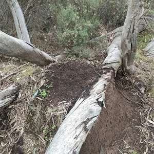 Nasutitermes exitiosus at Kenny, ACT - 13 Jun 2024