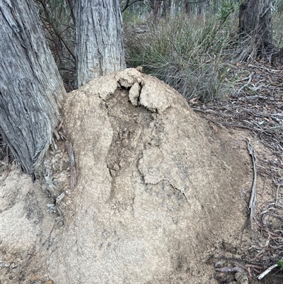 Nasutitermes exitiosus (Snouted termite, Gluegun termite) at Bruce, ACT - 13 Jun 2024 by DonFletcher