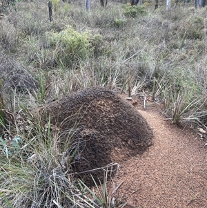 Nasutitermes exitiosus at Aranda, ACT - 13 Jun 2024