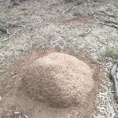 Nasutitermes exitiosus (Snouted termite, Gluegun termite) at Kenny, ACT - 13 Jun 2024 by DonFletcher