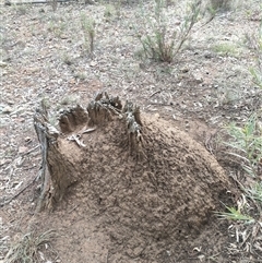 Nasutitermes exitiosus (Snouted termite, Gluegun termite) at Watson, ACT - 13 Jun 2024 by DonFletcher