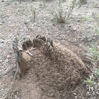 Nasutitermes exitiosus (Snouted termite, Gluegun termite) at Watson, ACT - 13 Jun 2024 by DonFletcher