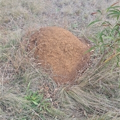 Nasutitermes exitiosus (Snouted termite, Gluegun termite) at Ainslie, ACT - 13 Jun 2024 by DonFletcher