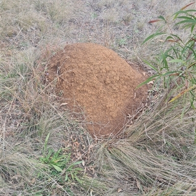 Nasutitermes exitiosus (Snouted termite, Gluegun termite) at Ainslie, ACT - 13 Jun 2024 by DonFletcher