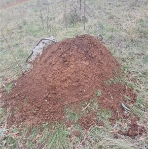 Nasutitermes exitiosus at Ainslie, ACT - suppressed