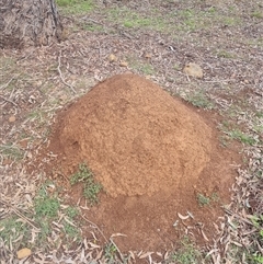 Nasutitermes exitiosus (Snouted termite, Gluegun termite) at Ainslie, ACT - 13 Jun 2024 by DonFletcher