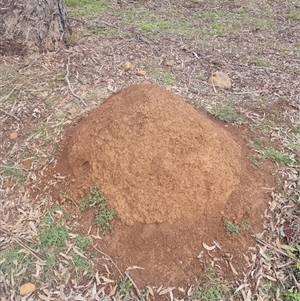 Nasutitermes exitiosus at Ainslie, ACT - 13 Jun 2024