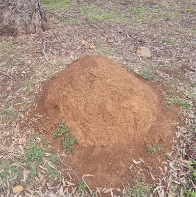 Nasutitermes exitiosus (Snouted termite, Gluegun termite) at Ainslie, ACT - 13 Jun 2024 by DonFletcher