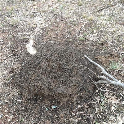 Nasutitermes exitiosus (Snouted termite, Gluegun termite) at Kenny, ACT - 13 Jun 2024 by DonFletcher