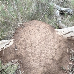 Nasutitermes exitiosus (Snouted termite, Gluegun termite) at Watson, ACT - 13 Jun 2024 by DonFletcher