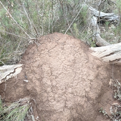 Nasutitermes exitiosus (Snouted termite, Gluegun termite) at Watson, ACT - 13 Jun 2024 by DonFletcher