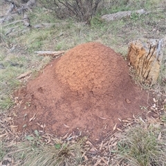 Nasutitermes exitiosus (Snouted termite, Gluegun termite) at Ainslie, ACT - 13 Jun 2024 by DonFletcher