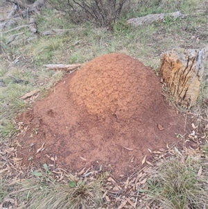 Nasutitermes exitiosus at Ainslie, ACT - suppressed